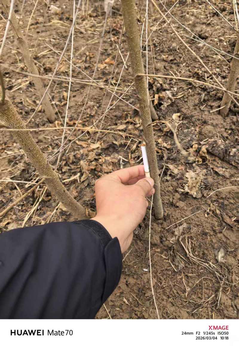 毛桃苗实生苗嫁接胚子一年生桃树苗量大从优