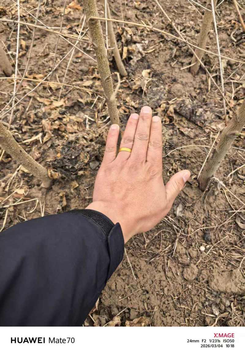毛桃苗实生苗嫁接胚子一年生桃树苗量大从优