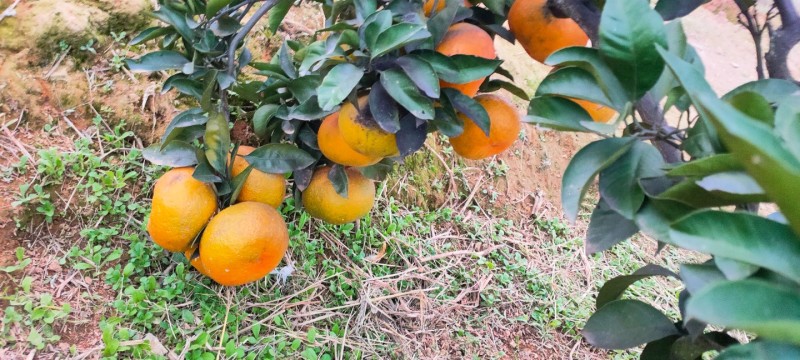 沃柑