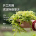 永顺莓茶