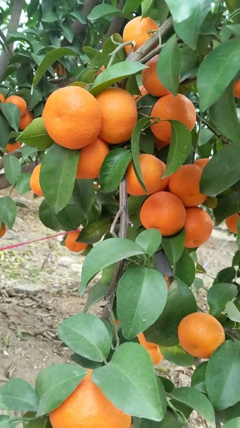 砂糖橘