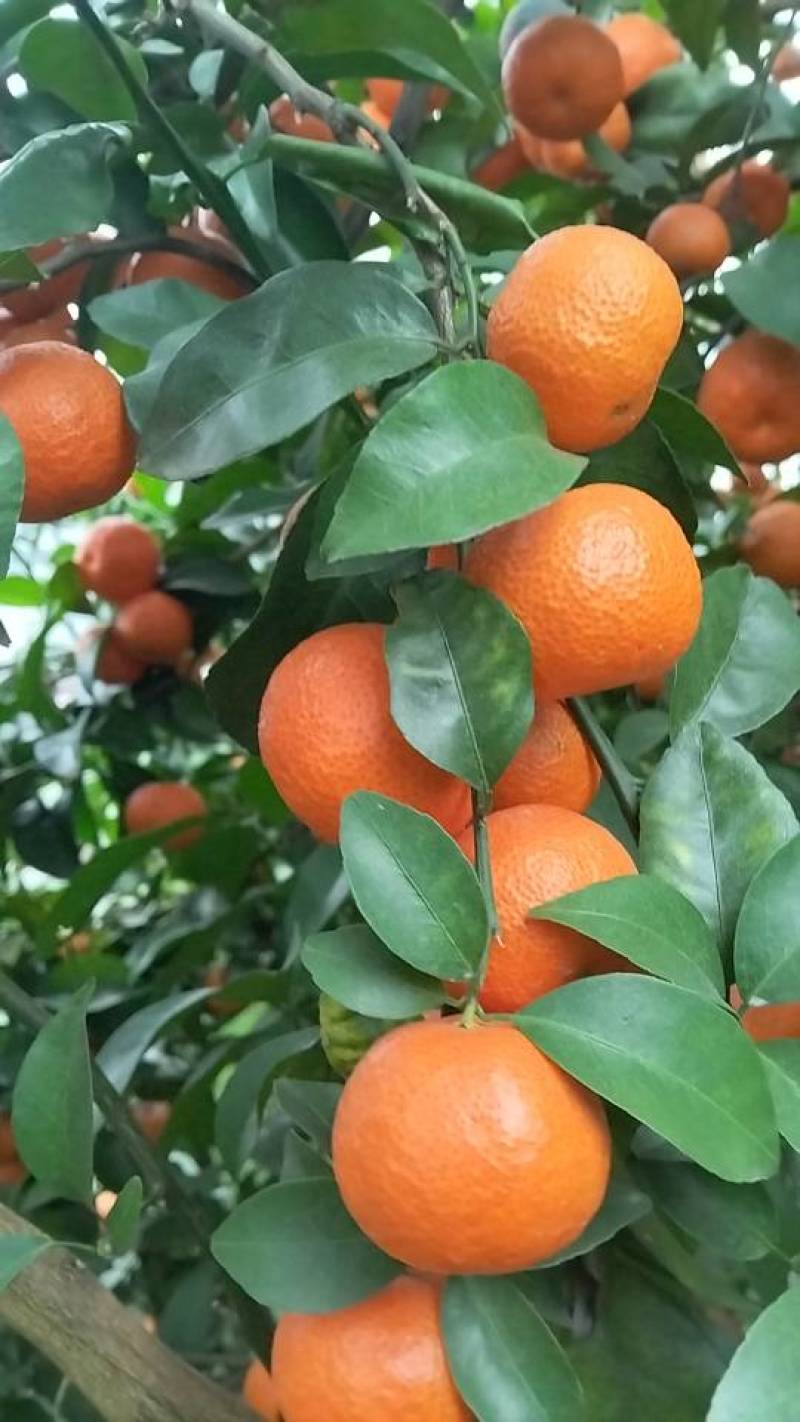 砂糖橘