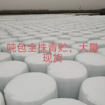 吨包青贮大量发货