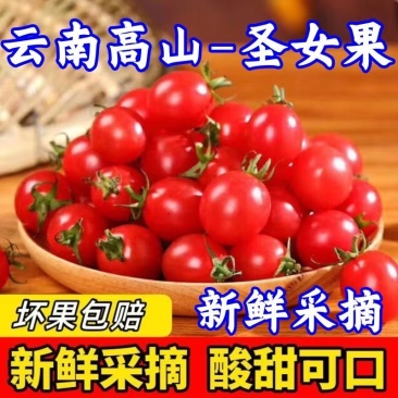 云南露天千禧圣女果小番茄一件代发