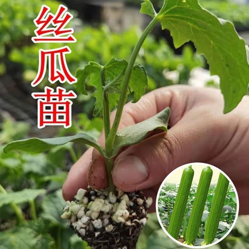 丝瓜穴盘苗