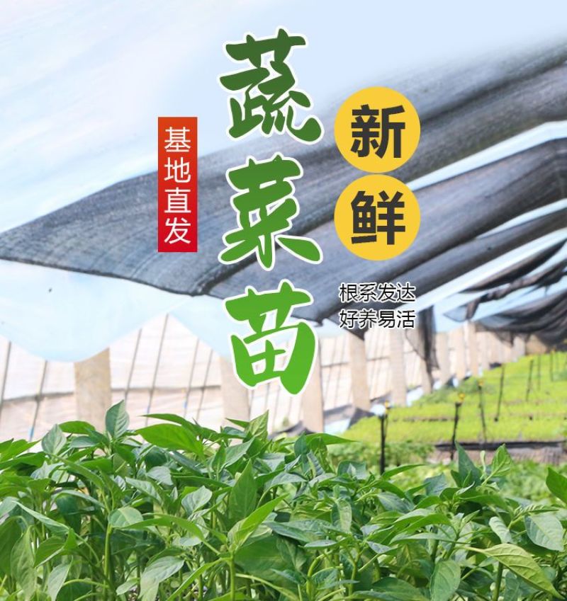 丝瓜穴盘苗