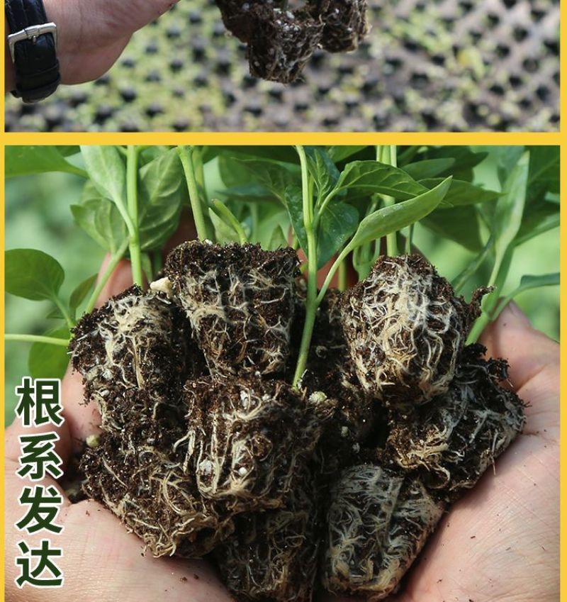 丝瓜穴盘苗