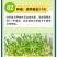 丝瓜穴盘苗