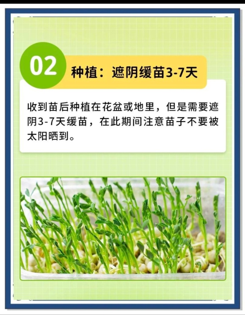 丝瓜穴盘苗