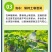 丝瓜穴盘苗