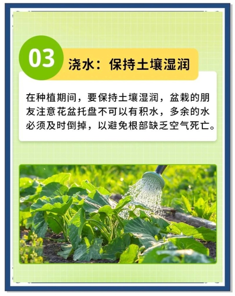 丝瓜穴盘苗