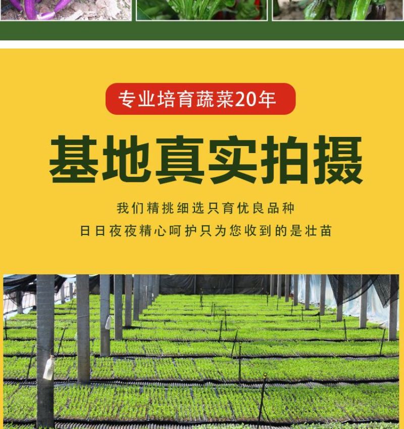 丝瓜穴盘苗