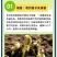 丝瓜穴盘苗