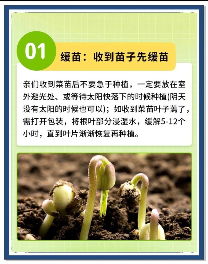 丝瓜穴盘苗