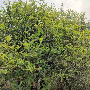 凤凰山古树茶