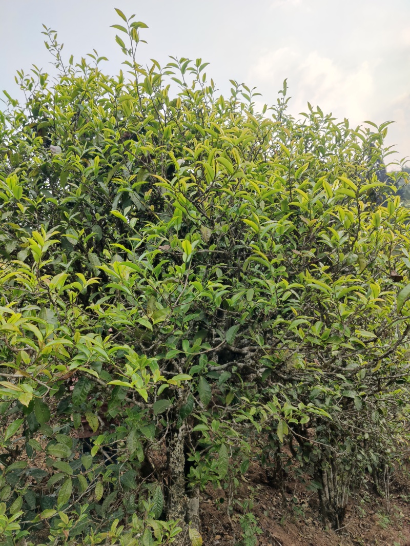 凤凰山古树茶