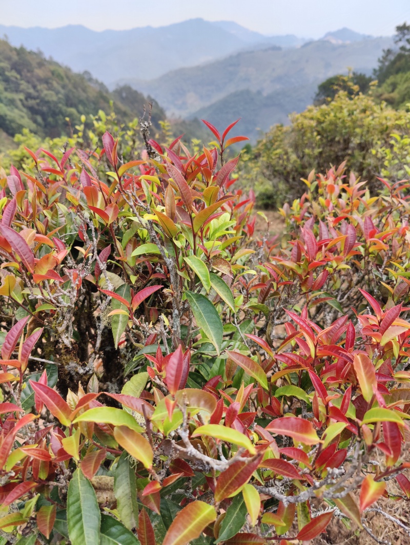 凤凰山古树茶