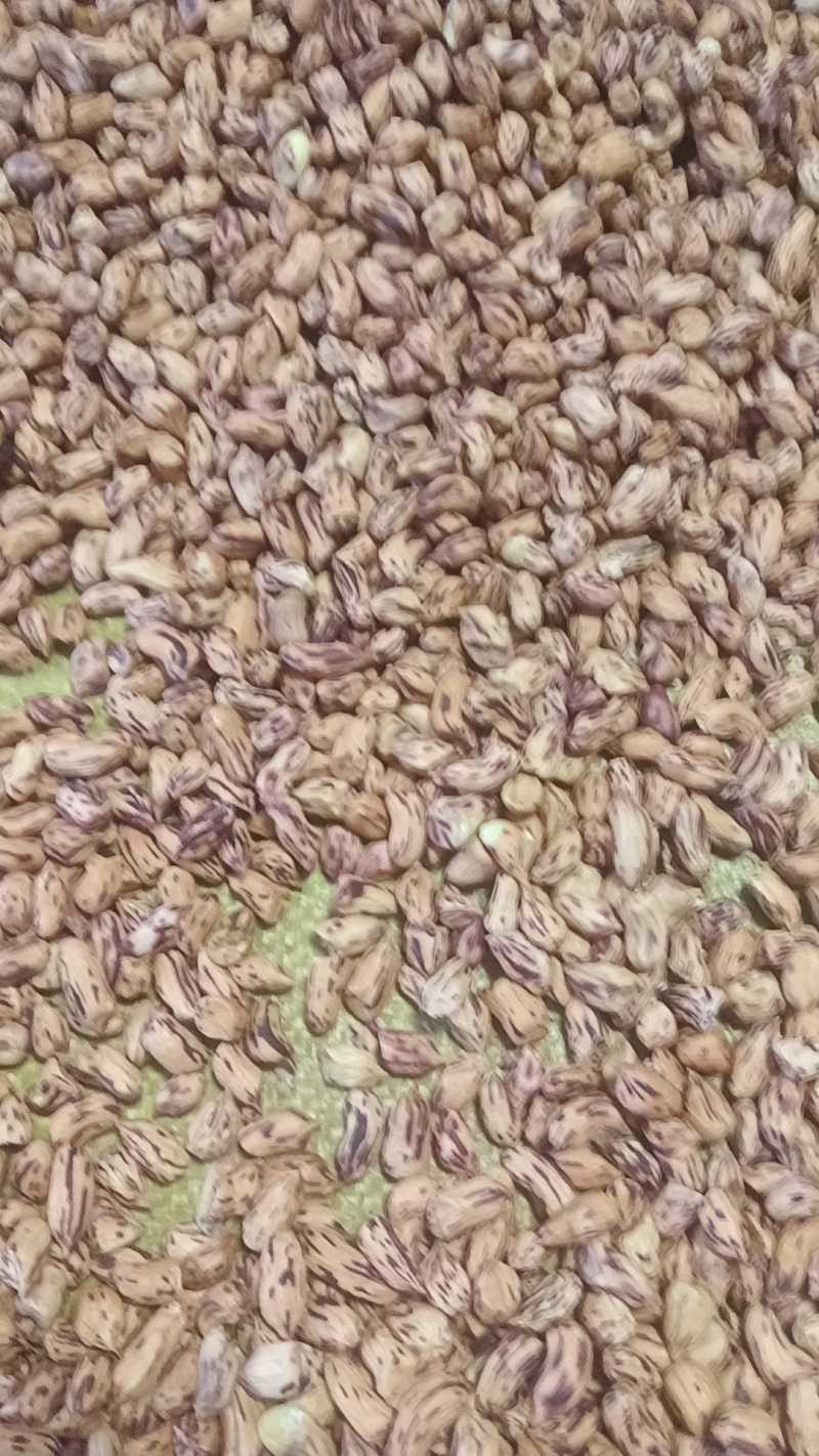 七彩花生米厂家发货