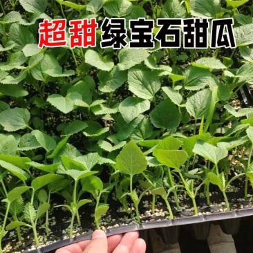 绿宝石甜瓜秧苗穴盘苗