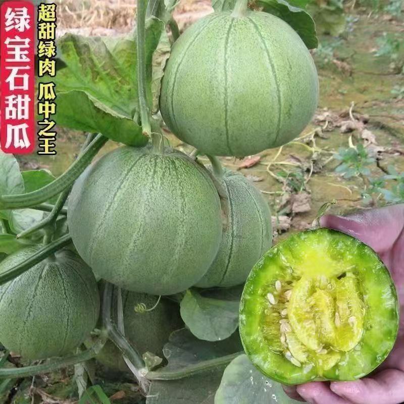 绿宝石甜瓜秧苗穴盘苗