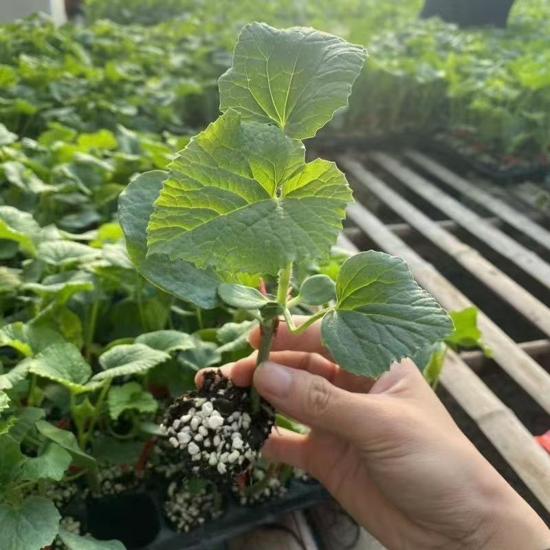 绿宝石甜瓜秧苗穴盘苗