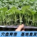 绿宝石甜瓜秧苗穴盘苗
