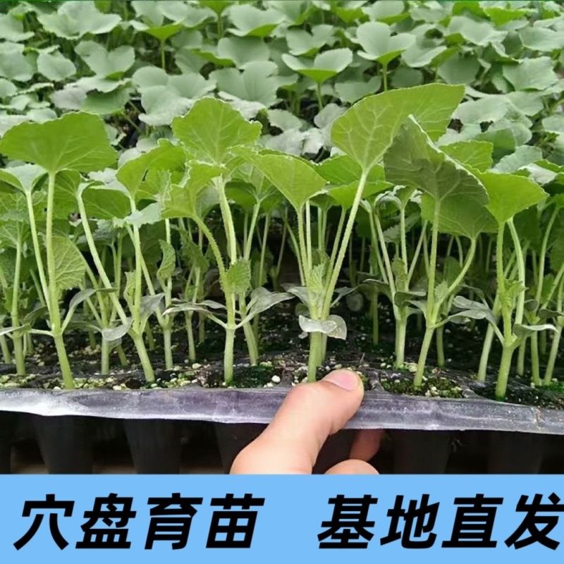 绿宝石甜瓜秧苗穴盘苗