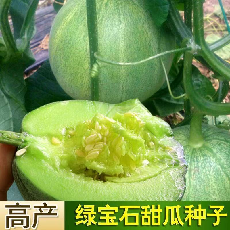 绿宝石甜瓜秧苗穴盘苗