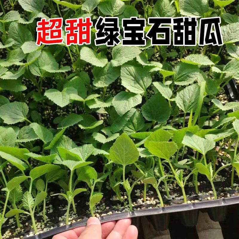 绿宝石甜瓜秧苗穴盘苗