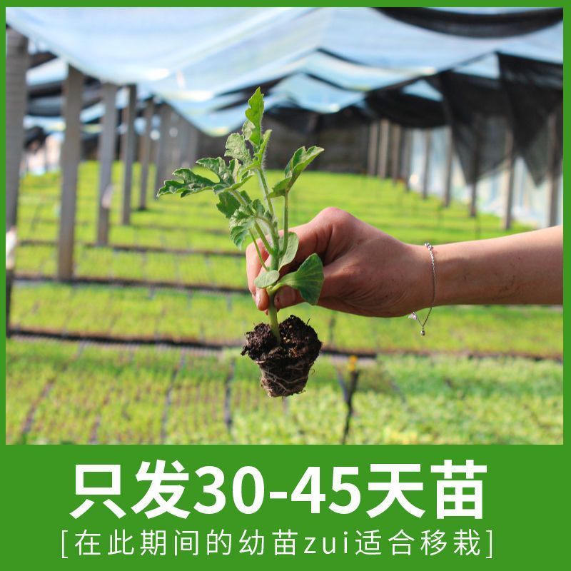 绿宝石甜瓜秧苗穴盘苗