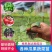 绿宝石甜瓜秧苗穴盘苗