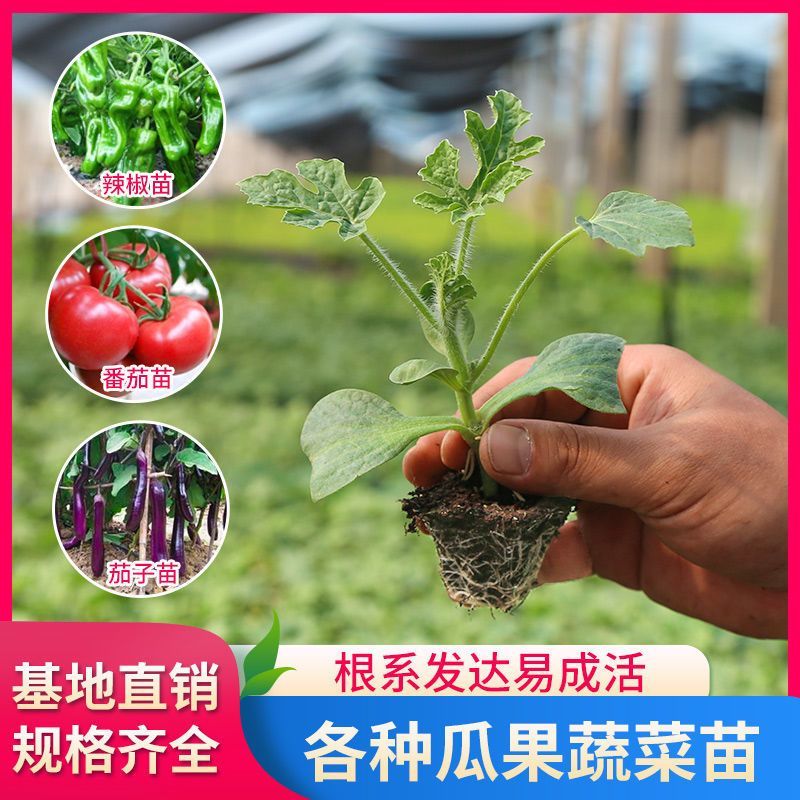 绿宝石甜瓜秧苗穴盘苗