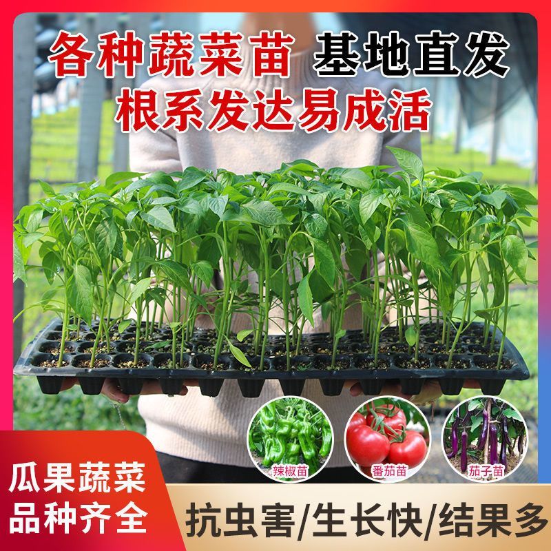 绿宝石甜瓜秧苗穴盘苗