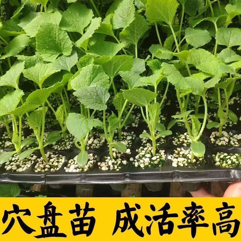 绿宝石甜瓜秧苗穴盘苗