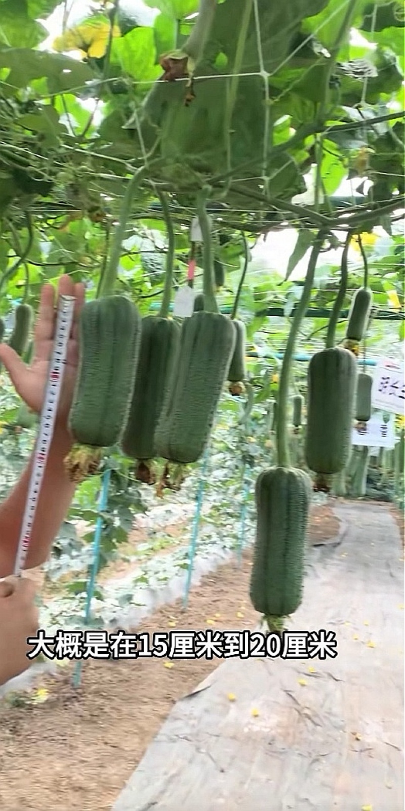 丝瓜种子彪悍303早熟翠绿色短棒丝瓜硬度好结果能力强