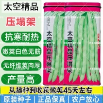 太空精品压塌架四季豆种子抗寒耐热无筋无纤维肉厚四季豆种子