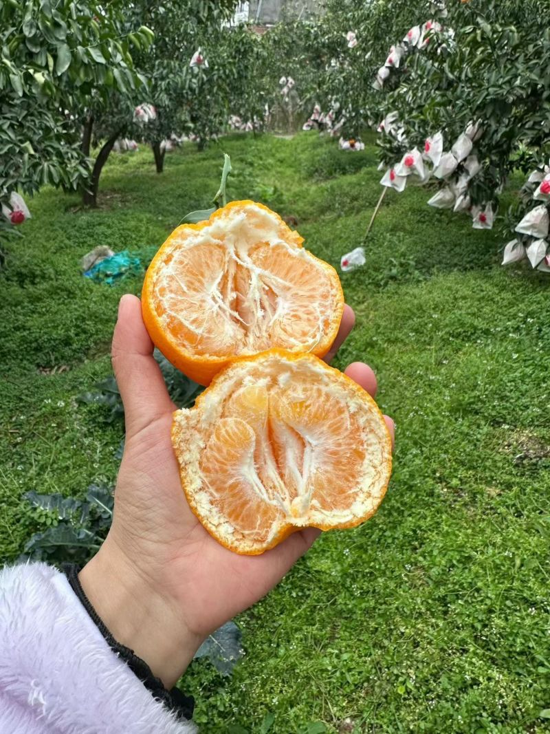 四川眉山丑橘，个头大，颜色火红，味道几乎纯甜。