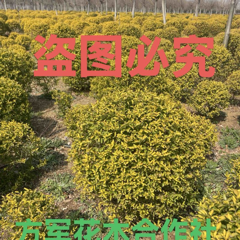 金冠女贞球规格齐全量大提供发票