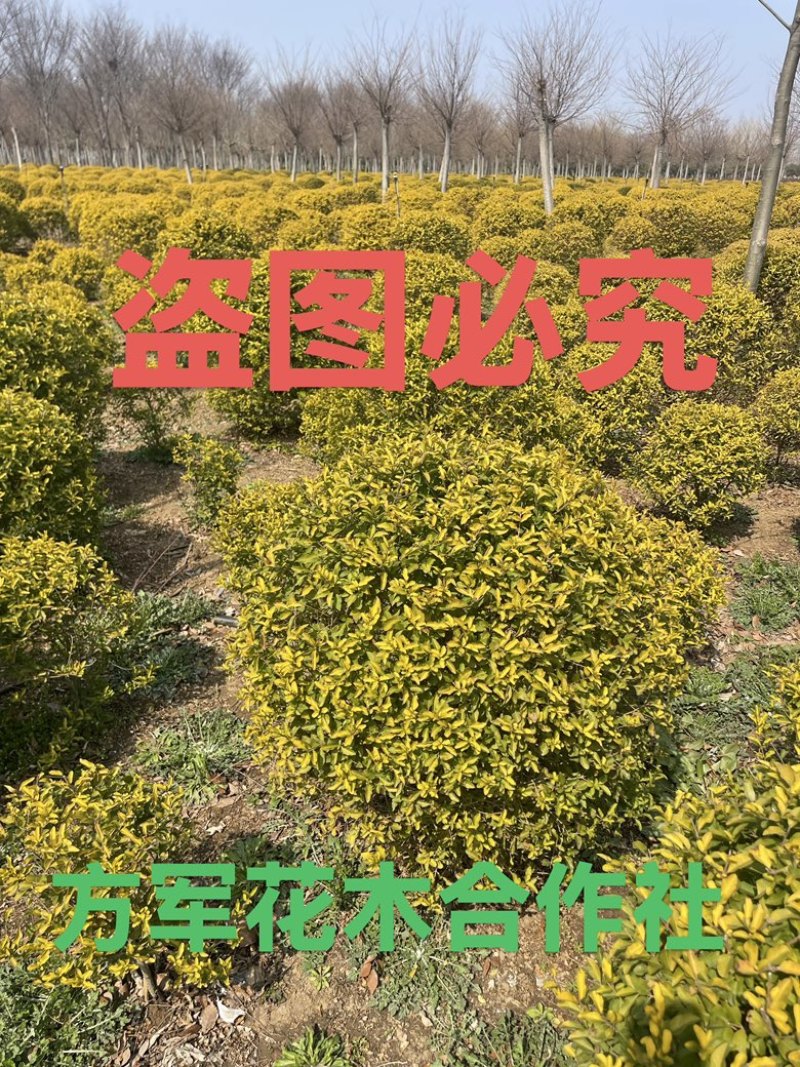 金冠女贞球规格齐全量大提供发票