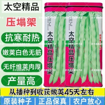 太空精品压塌架四季豆种子抗寒耐热无筋无纤维肉厚无筋豆种子