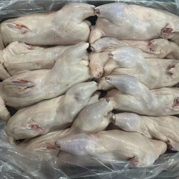 一级三光鹅