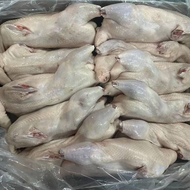 一级三光鹅