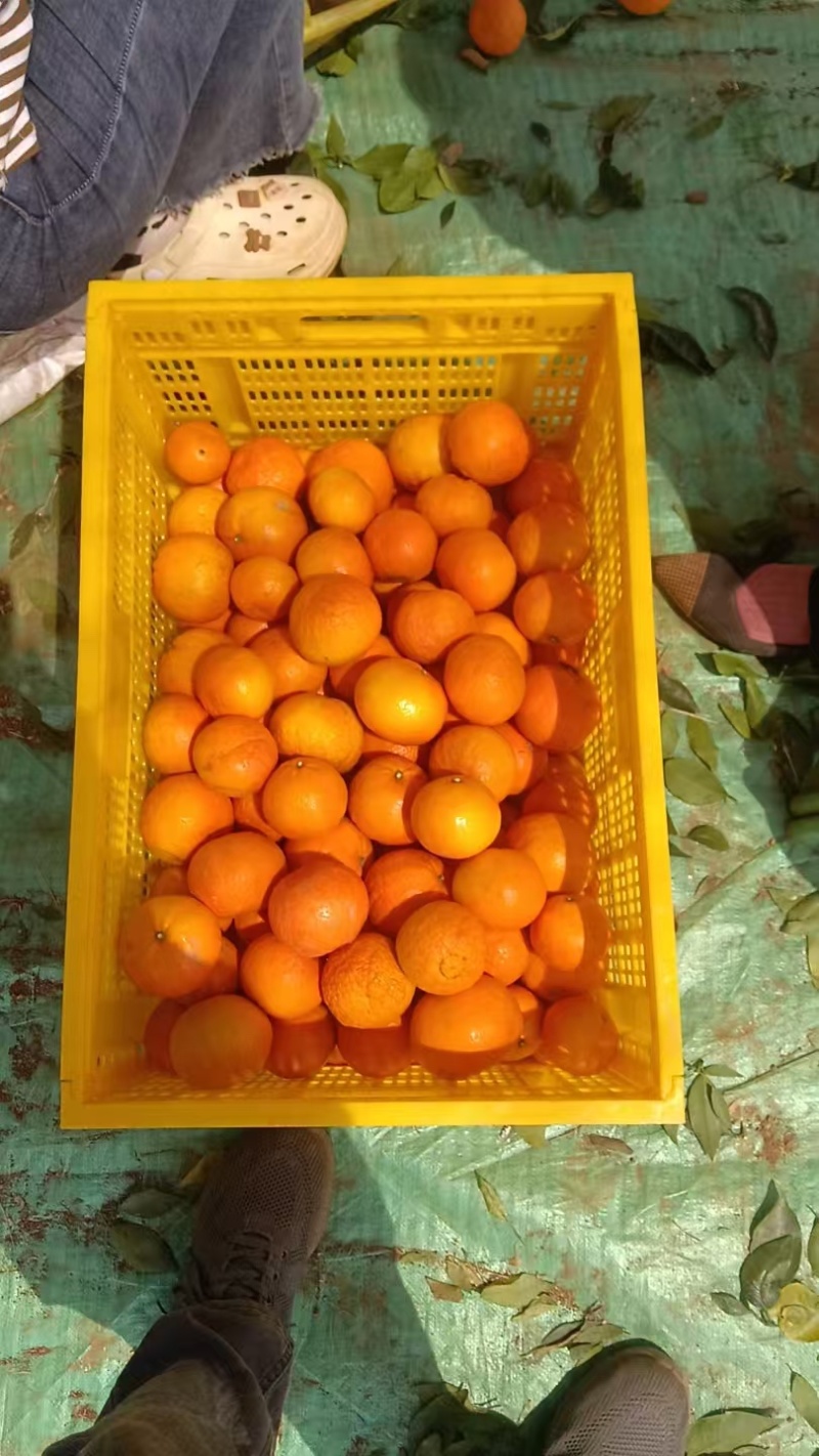 《畅销》云南沃柑高山沃柑基地大量现货直发市场货源充足
