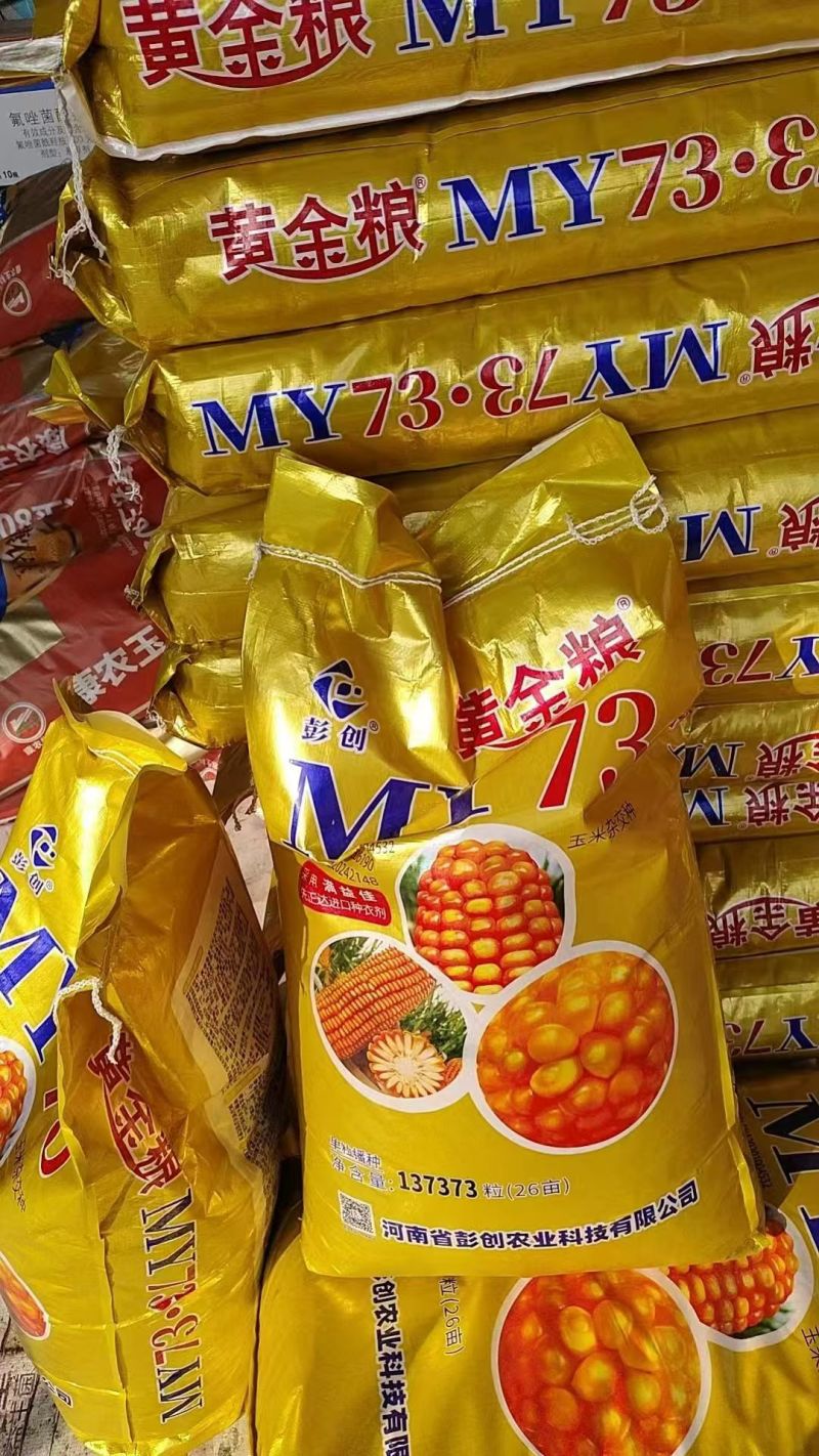 黄金粮MY73玉米种子国审玉大田种植玉米杂交种子高产抗病