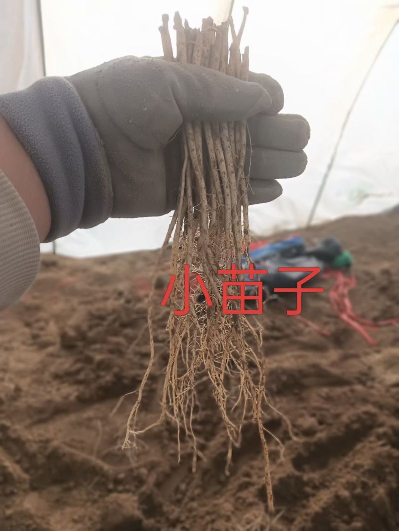 党参苗