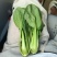 精品上海青小油菜