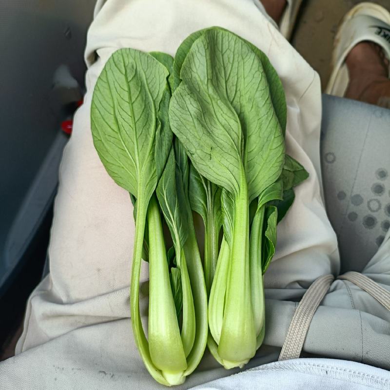 精品上海青小油菜