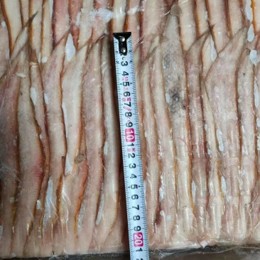 龙利鱼舌鳎鱼