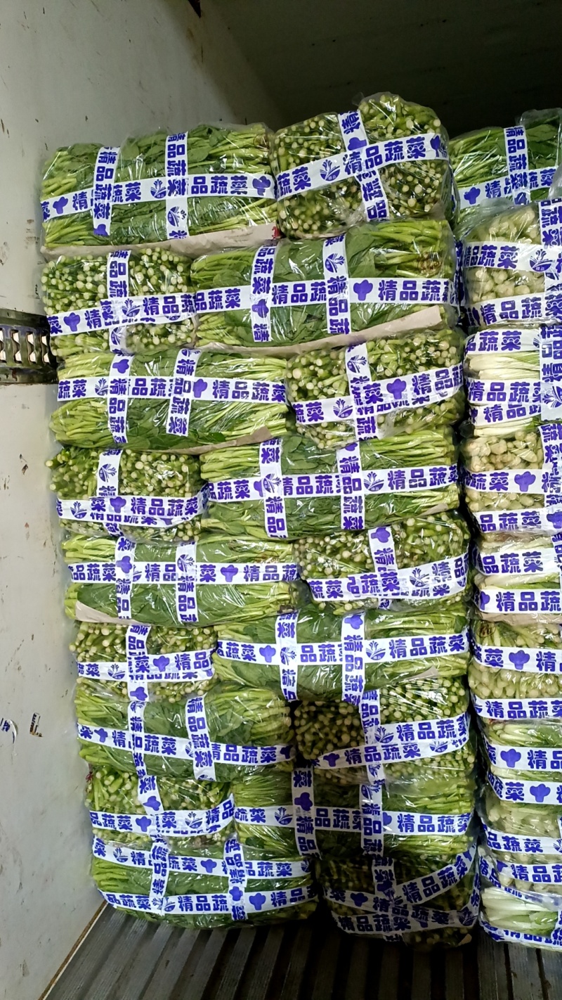 精品上海青小油菜