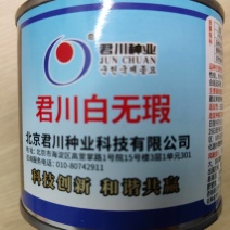 君川白无暇板叶白萝卜种子